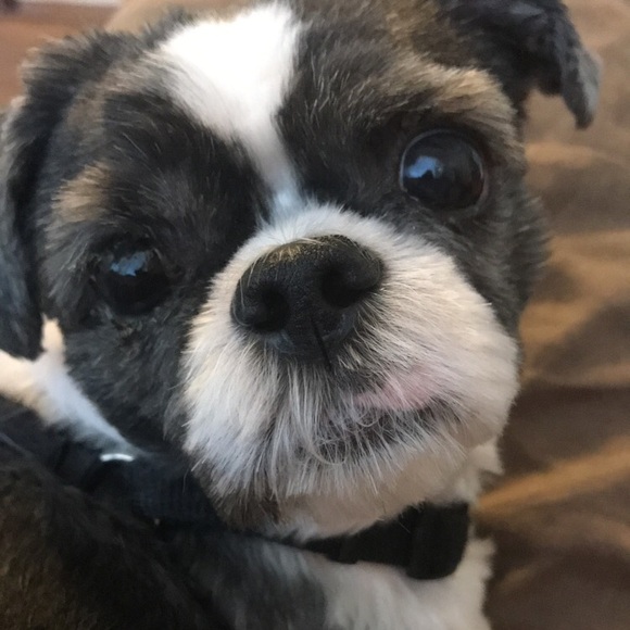 Meet Your Posher - Picture 2 of 2